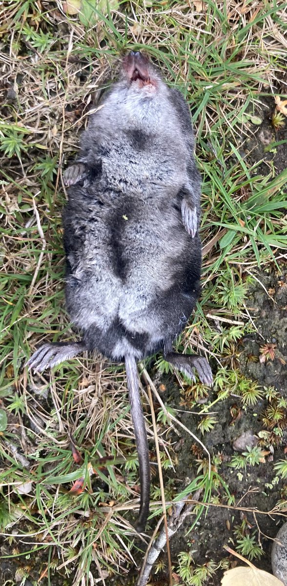 Simon Pinder tweet media