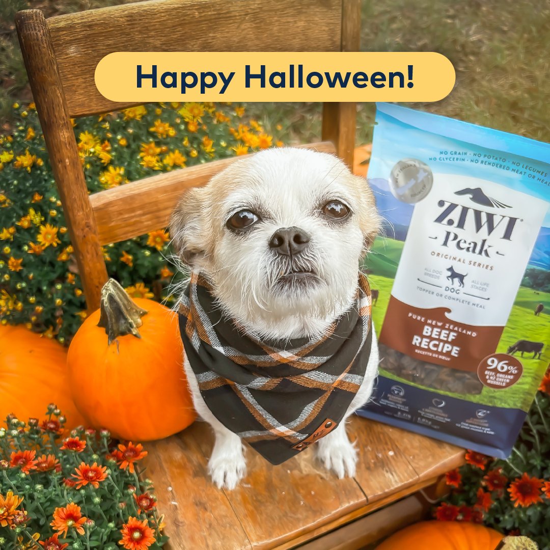 Happy Halloween from ZIWI! 🎃 Give your pets a real treat with nutrition that fuels their best.

#ZIWIPets #HalloweenPets