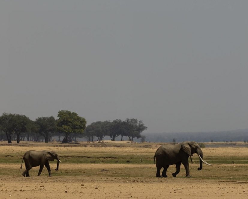 Gary161718's tweet photo. Zimbabwe’s Mana Pools 🇿🇼. https://t.co/uSelRkZpnU