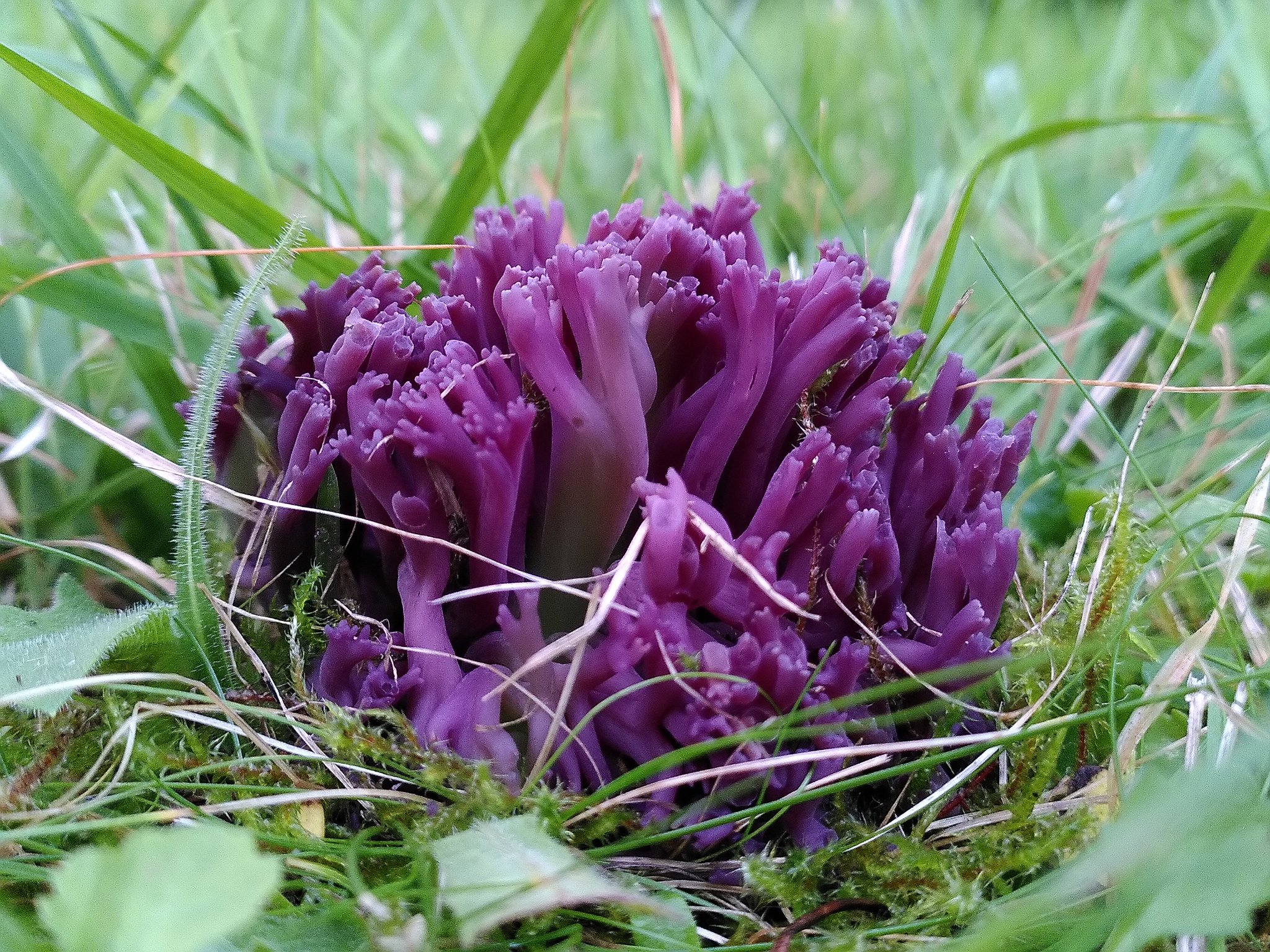 Matthew jones on X: Some absolutely perfect fresh Violet Coral (Clavaria  zollingeri) illuminating a churchyard as the sun went down this evening 😍  t.coruNJnVyUpm  X