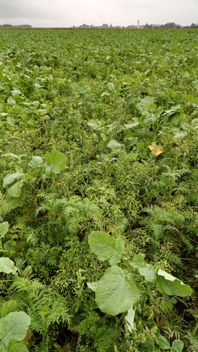 TonioPereira2's tweet photo. Pour un #couvert agronomique réussi il faut respecter la règle des 3:
300 graines/m², 3 mois de végétation, 3 https://t.co/yqgoy0HgOE ici 👇 couvert de 9 espèces, mélange tuerb de @Agryco_com #acs #directivenitrate https://t.co/qEtn4iGmWD