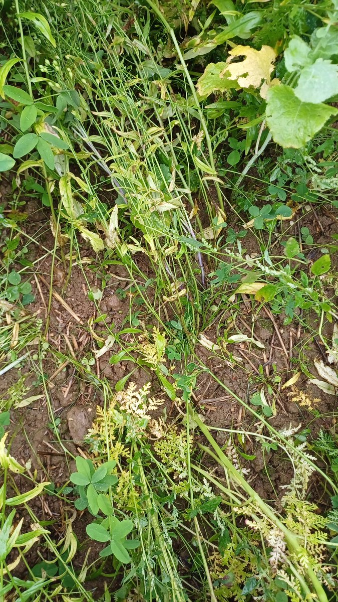TonioPereira2's tweet photo. Pour un #couvert agronomique réussi il faut respecter la règle des 3:
300 graines/m², 3 mois de végétation, 3 https://t.co/yqgoy0HgOE ici 👇 couvert de 9 espèces, mélange tuerb de @Agryco_com #acs #directivenitrate https://t.co/qEtn4iGmWD