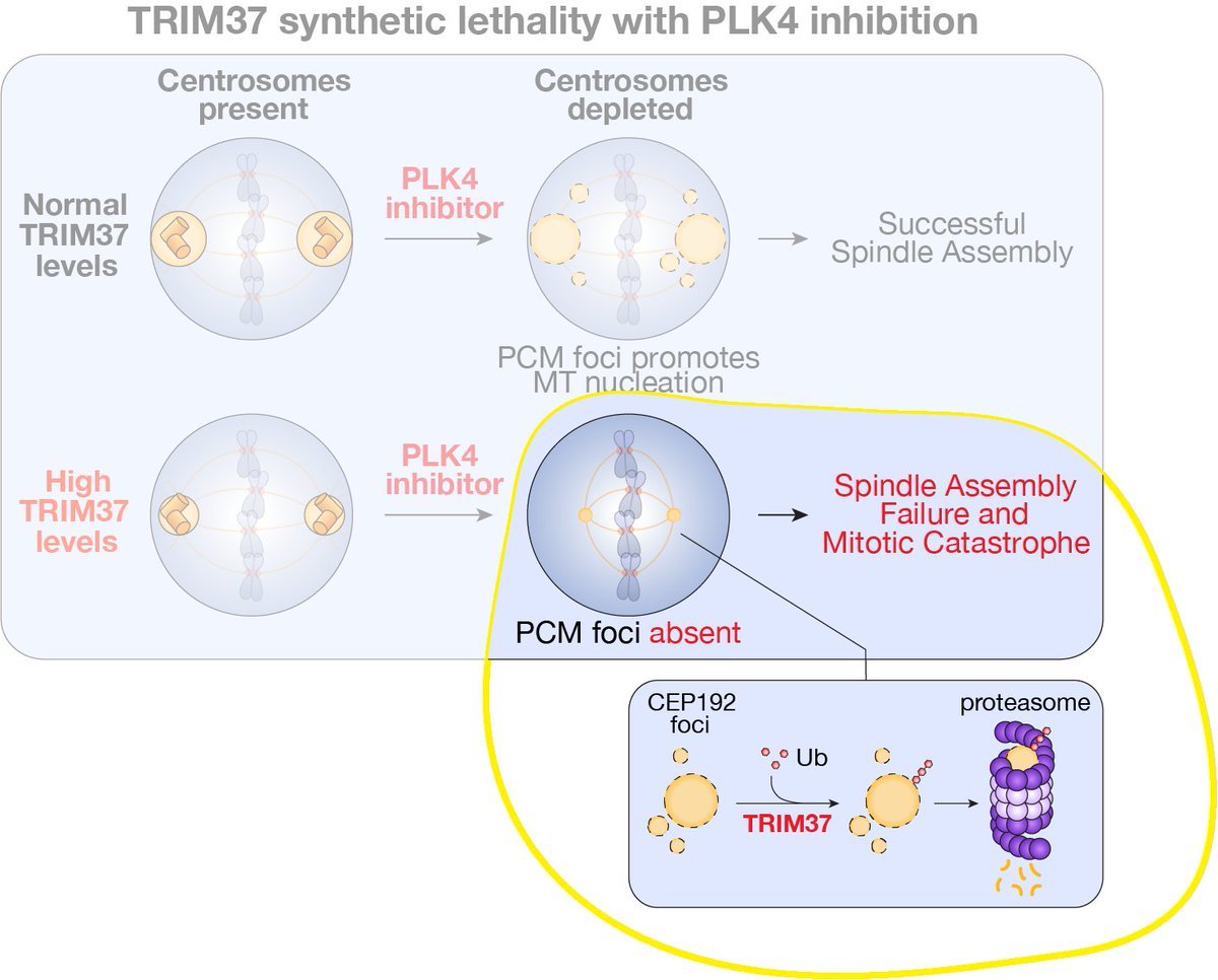 Peter Yeow tweet media