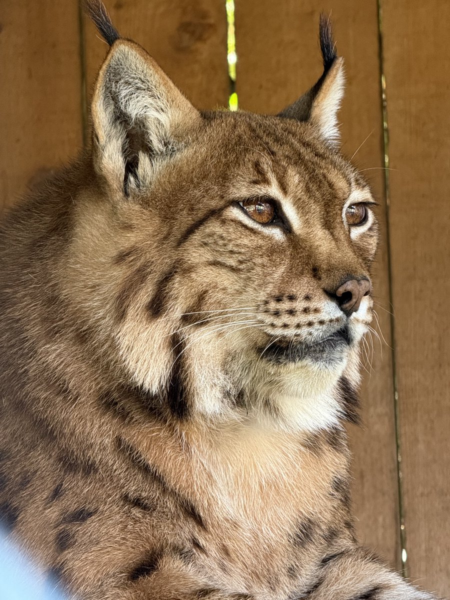 Gooooood Kitty. #lynx #Aslan