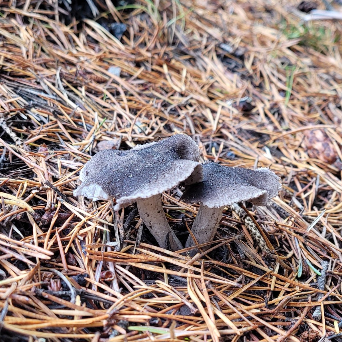 Fungi_rl tweet media