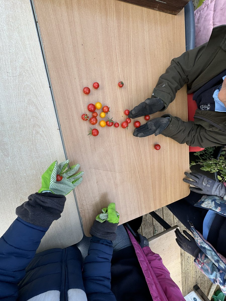 “progressive and creative outdoor learning experiences which are part of the curriculum” #numeracy #numbersprinkles #outdoorlearning #sensorygarden #tomatomaths 🍅🔢