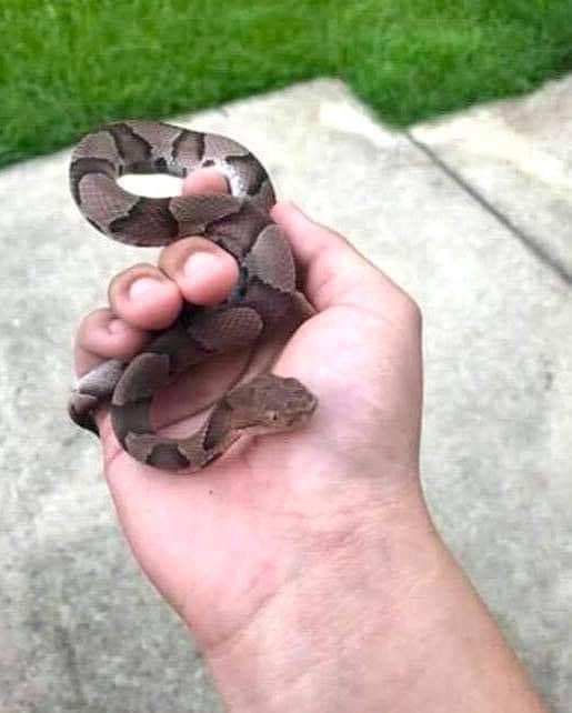 SnakesPlus🐍 tweet media