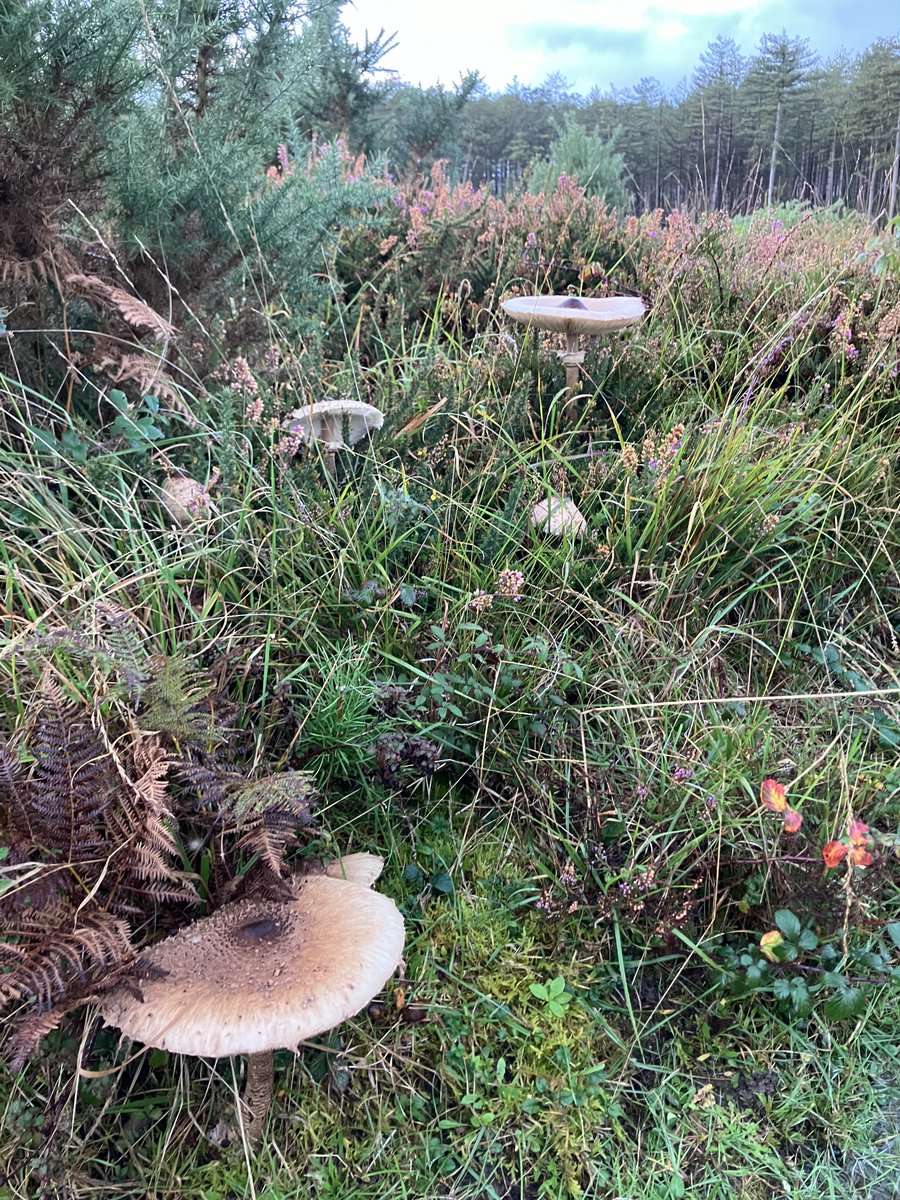 Autumn in #DorsetForests 🍂🍄💚🍂