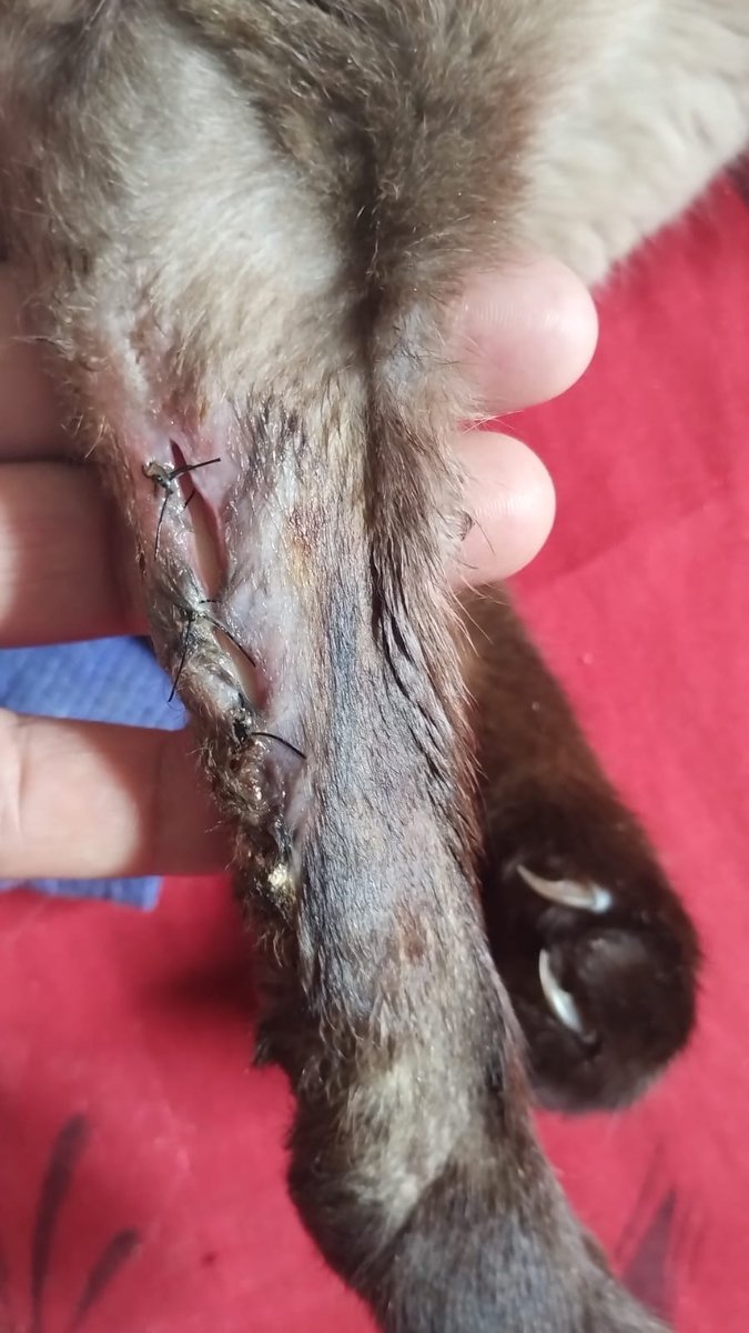 Foi feita a cirurgia de debridamento cirúrgico mais infelizmente não estou vendo melhoras peço a quem poder ajudar com qualquer valor para levá-lo de novo a um vet ficarei muito agradecida 5515998035238