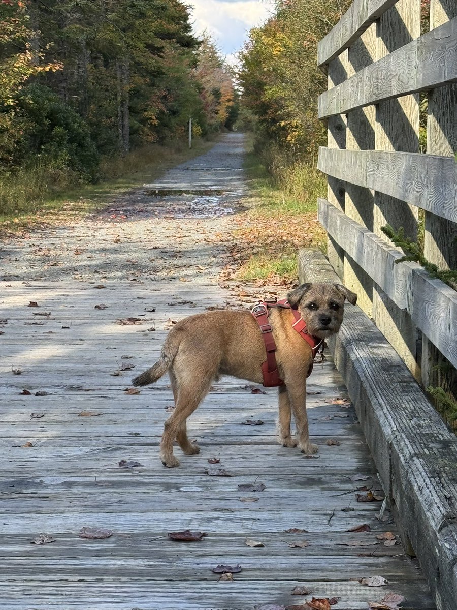 Hubble_BTerrier's tweet image. Fall is in the air. 😁🍁🍂 #NSTrails