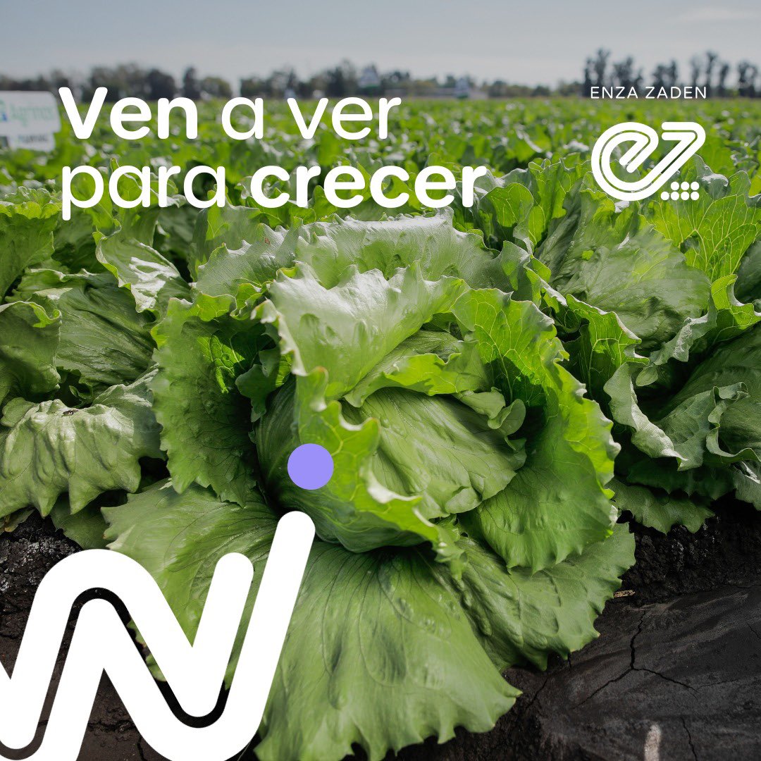 ¡Ven a ver para crecer!🥬 te invitamos a ver nuestra variedad Pedrola en las parcelas 115 a la 118 en la Expo Agroalimentaria 2024. 

Pedrola se caracteriza por:
· Su gran tamaño y calidad 
· Recomendada para la temporada de invierno. 

#VenAVerParaCrecer #Lechugas #EnzaZaden