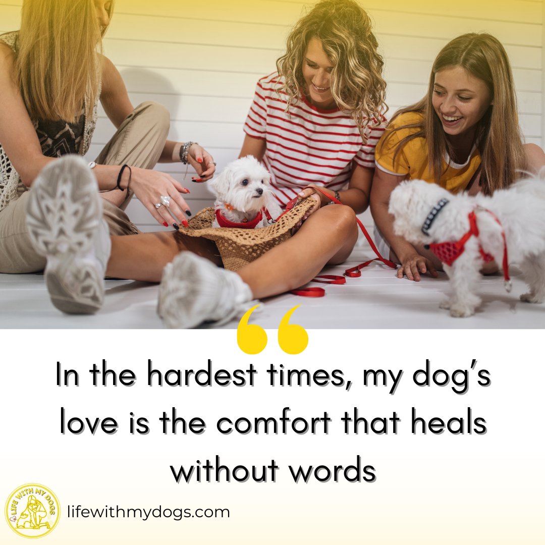 LifeWithMyDogs9's tweet photo. In the hardest times, my dog’s love speaks louder than words—healing with every wag of the tail. 🐶❤️Discover more dog information, visit https://t.co/qQXRV3we4n #HealingThroughLove #DogsAreTherapy #PawsOfComfort https://t.co/d9Ey6BcNos