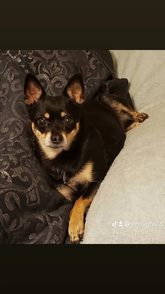 Jennygfw's tweet photo. My birthday today i don't have money to buy dog food and their treats. Help
Jennygfw73@gmail.com/ Zelle 
Treats are 20.00 bag and 25.00 dog food at Walmart https://t.co/SzeXfsCIAg