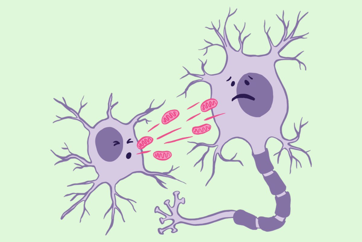 Whitehead Institute (@whiteheadinst) on Twitter photo ICYMI: Rett Syndrome can cause mitochondrial dysfunction in astrocytes, a brain cell type that supports neurons, and in neurons that later acquire these mitochondria: wi.mit.edu/news/brain-cel… <a href="/MITBiology/">MIT Biology</a> <a href="/TheSocScientist/">The Social Scientist</a> ICYMI: Rett Syndrome can cause mitochondrial dysfunction in astrocytes, a brain cell type that supports neurons, and in neurons that later acquire these mitochondria: wi.mit.edu/news/brain-cel… <a href="/MITBiology/">MIT Biology</a> <a href="/TheSocScientist/">The Social Scientist</a>