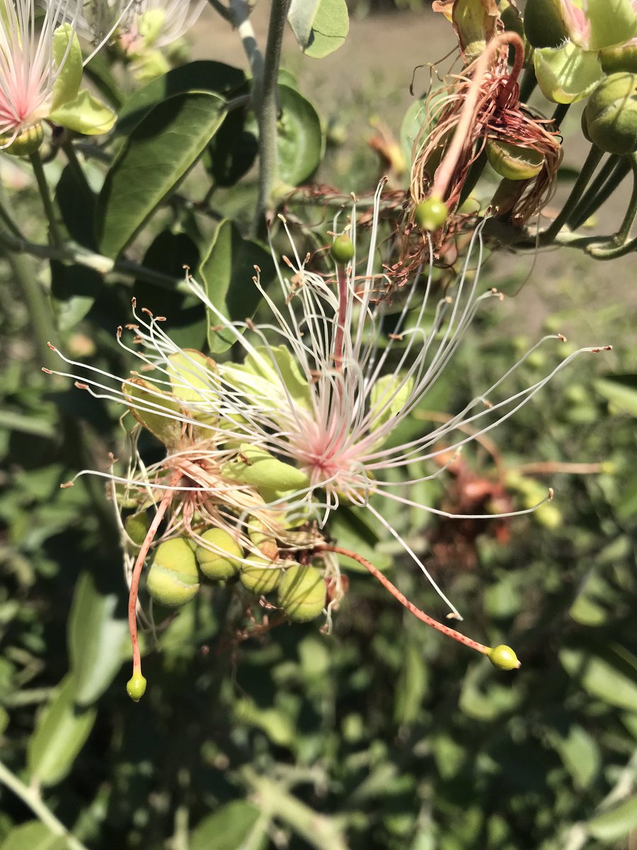 #MazingiraDay2024 learners from Ololchura Comprehensive Schools planting tres as they Sing East Africa Anthem.