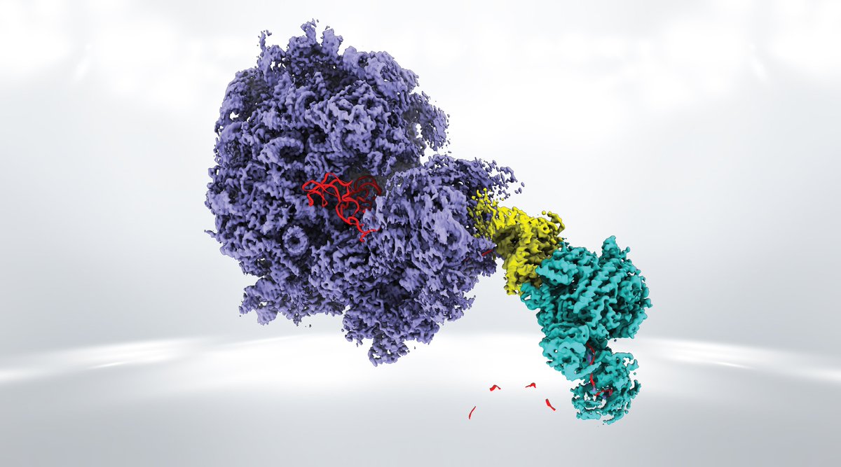 Max Planck Institute of Biochemistry (MPIB) (@mpi_biochem) on Twitter photo In addition to the original publication, you can now read the corresponding press release.
❕Publication: nature.com/articles/s4158…
❕Press Release: biochem.mpg.de/supercomplex-l…
<a href="/maxplanckpress/">Max Planck Society</a> #supercomplex #mRNA #SKIComplex #Exosome #Ribosome In addition to the original publication, you can now read the corresponding press release.
❕Publication: nature.com/articles/s4158…
❕Press Release: biochem.mpg.de/supercomplex-l…
<a href="/maxplanckpress/">Max Planck Society</a> #supercomplex #mRNA #SKIComplex #Exosome #Ribosome