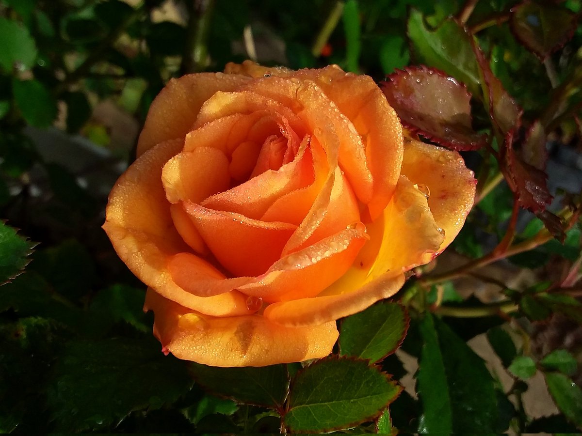 TheRustyIRiS's tweet photo. Dewy Rose, my Roses have had a tough season, finally one bloom looks nice.
#MiniRose #Roses #flower https://t.co/y3EG4XJT9e