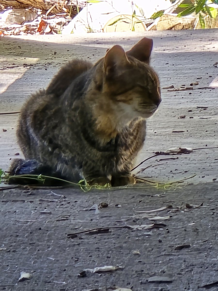 GravesRidge's tweet photo. Every single day my aunt's cat walks inside walks around crying looking for her and it breaks my heart every single time to tell her she's not coming back https://t.co/AMCrGKl626