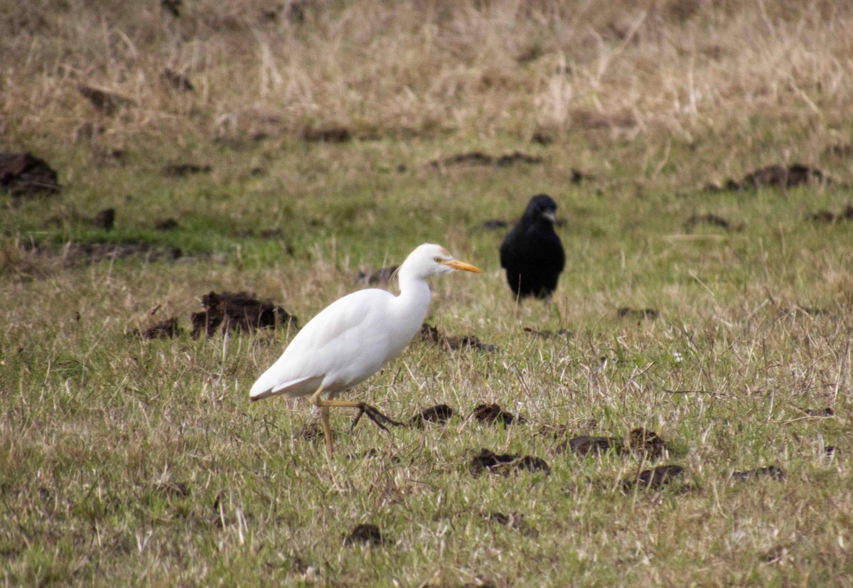 Another three egret day on Scilly with this Cattle Egret above New Grimsby this afternoon plus Great White and Little Egrets on the pools this morning. I also saw the five Whooper Swans around the pools earlier and the Spoonbill was near Samson- a good day for white birds.