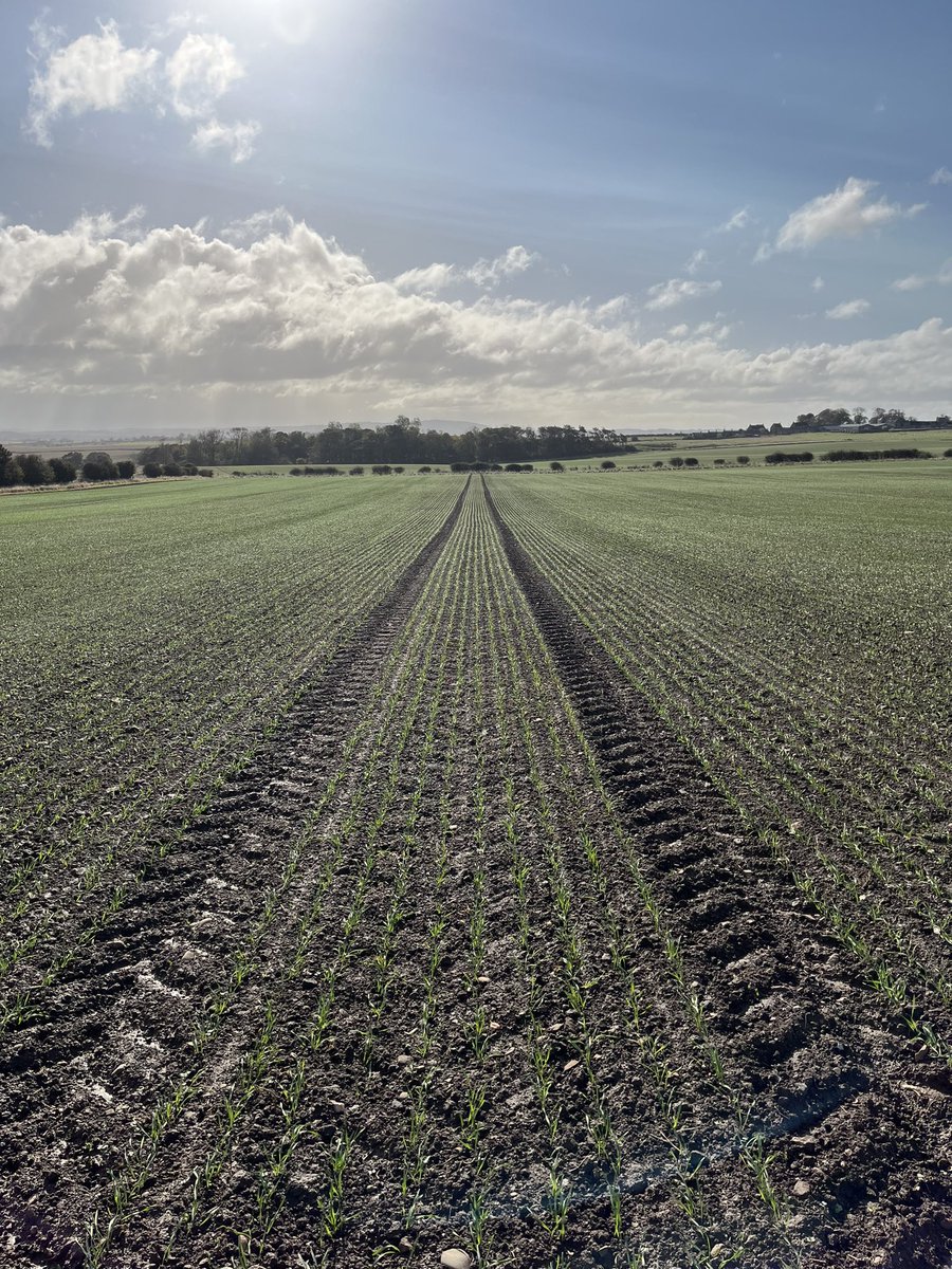 Pearl Winter Barley for <a href="/SimpsonsMalt/">Simpsons Malt Ltd.</a>  drilled on the 18th September and KWS Dawsum <a href="/KWSUKLtd/">KWS UK Ltd</a> drilled on the 19th September (on the right) ! Crops romping on after rain ☔️ and sun ☀️! 😎!
