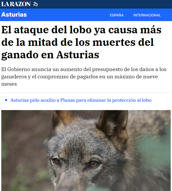 Según los últimos datos publicados por el <a href="/sadeiAsturias/">sadei</a>, en el Principado hay 549.440 cabezas de ganado. La afección provocada por el #lobo se aproxima al 0,49%.

En <a href="/larazon_es/">La Razón</a> creen que eres un idiota, por eso ponen este titular.