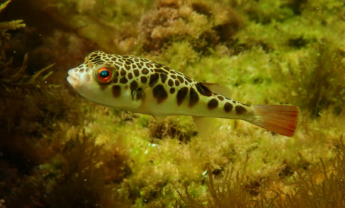 James A. Wong tweet media