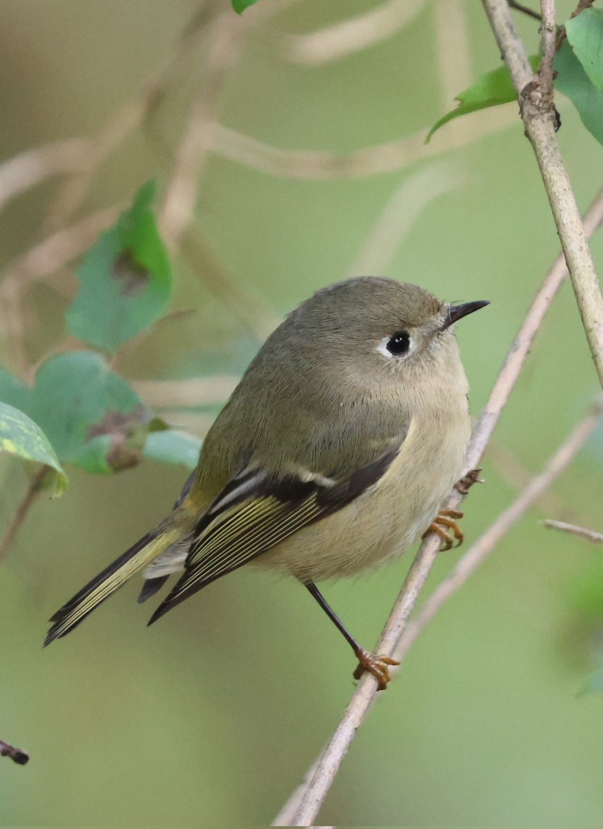 James Lees 🇬🇧 🇨🇦 tweet media