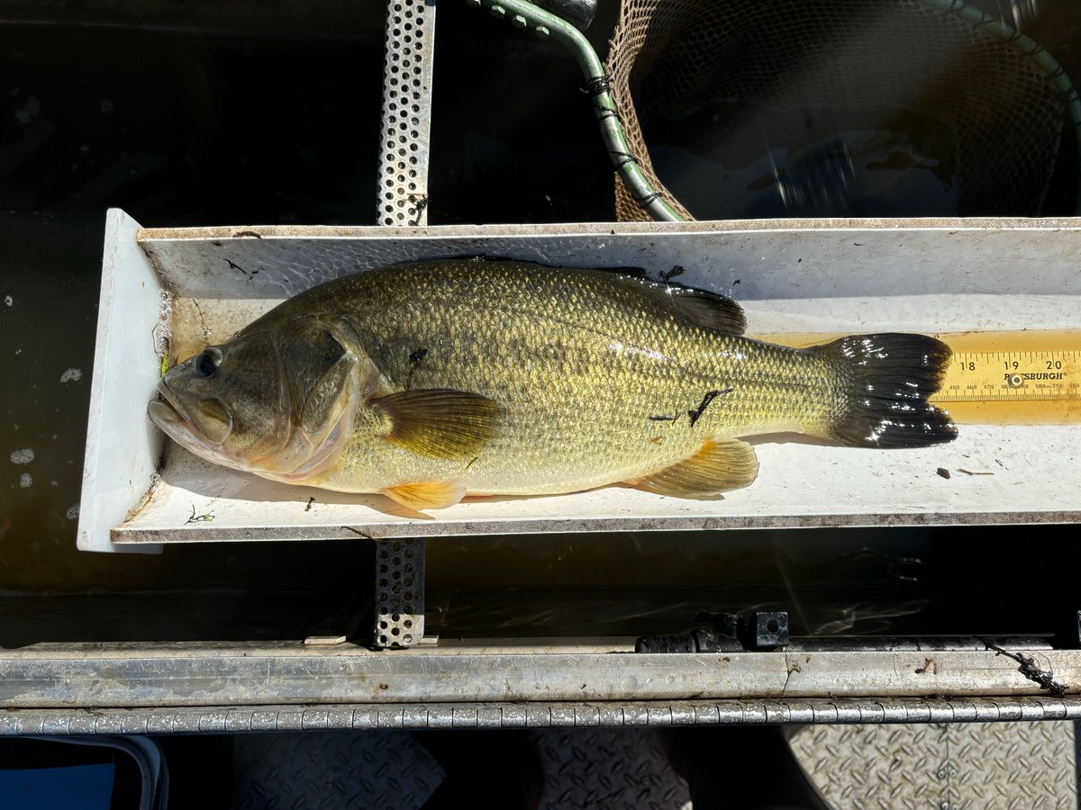 Not too many places in the country you’re gonna find these four together. Nanjemoy Creek off the Potomac River for our fall tidal rivers survey.