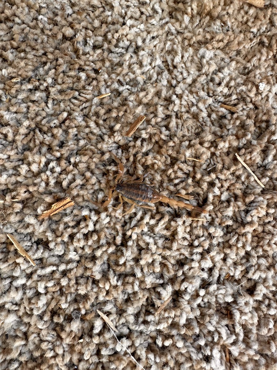 adamvree's tweet photo. A couple surprise guests in and around the ol’ deer blind.  🦂 https://t.co/3n28UBpkSs