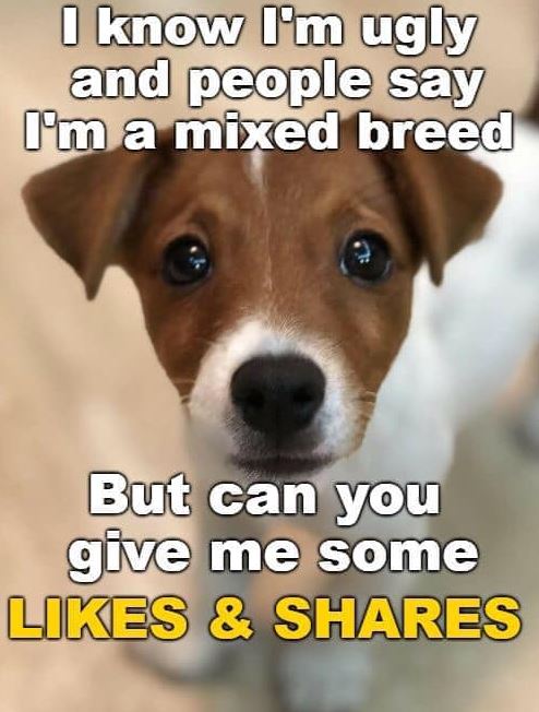 Best in Dogs (@bestindogs) on Twitter photo 