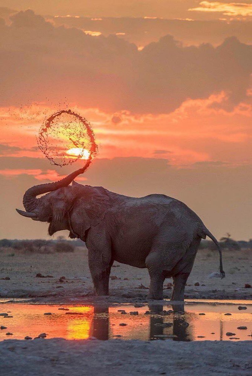 The only acceptable way to shoot elephants.. 🐘
