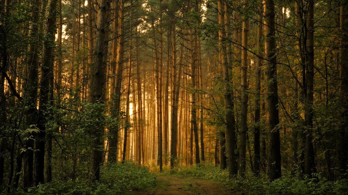Po delší době jedno PR ☺️ Znáte finský koncept mindfulness a terapie v přírodě Lesní mysl? 🌳 A nechtěli byste to zkusit? Moje žena prošla lektorským kurzem a nyní tuhle službu nabízí 👇🏻

🔗 lnkd.in/eDcJYNfH