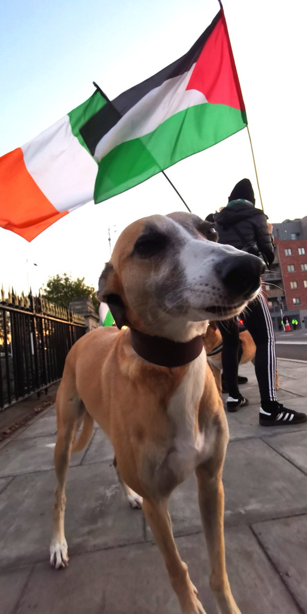 CATU Dublin 3 tweet media