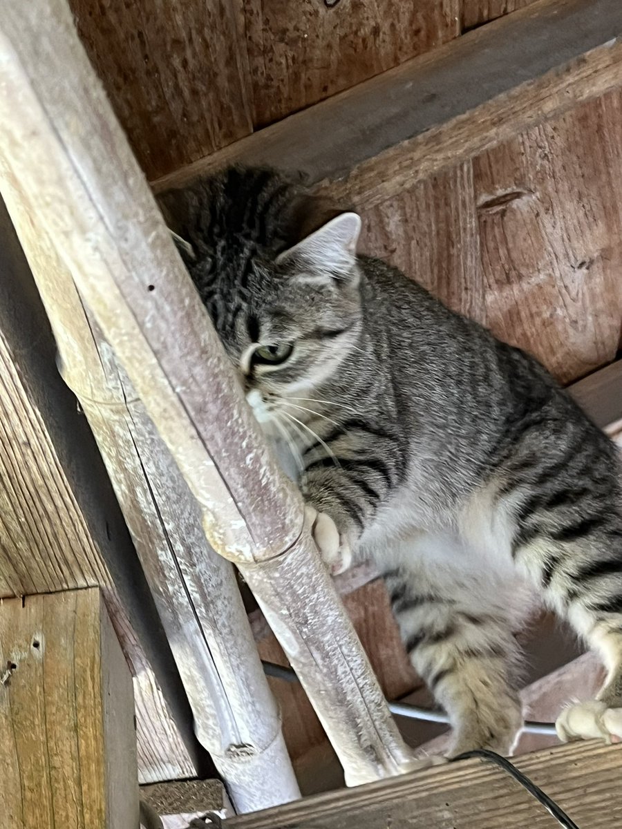 ねこねこ - Search / X