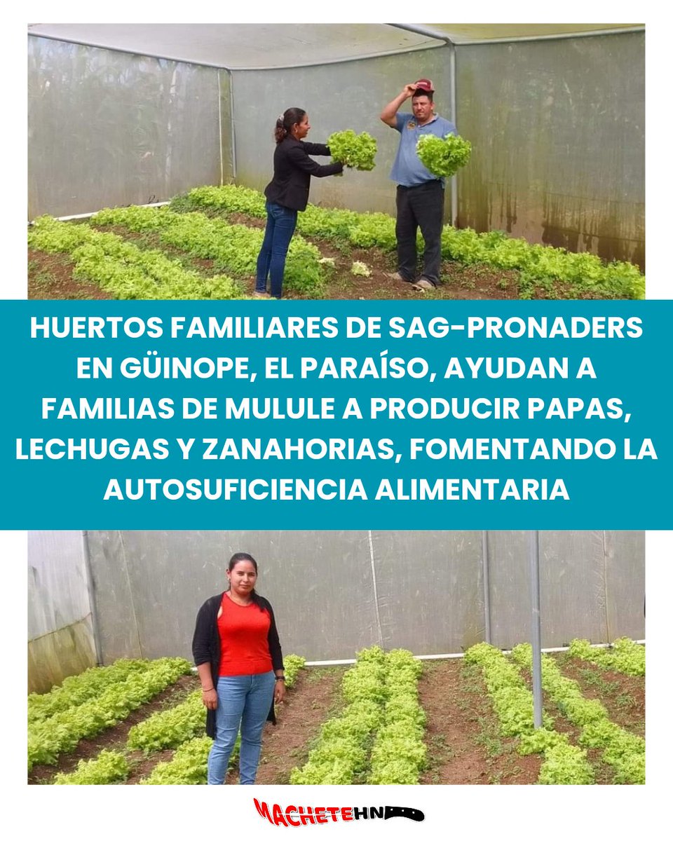 machetehn2009's tweet image. En Güinope, El Paraíso, los #HuertosFamiliares de #SAG_PRONADERS son ya una solución para muchas familias de la comunidad de Mulule, 👨👩 tras la producción de papas, lechugas y zanahorias.

#AutosuficienciaAlimentaria
#VolvimosAlCampo
#perletti