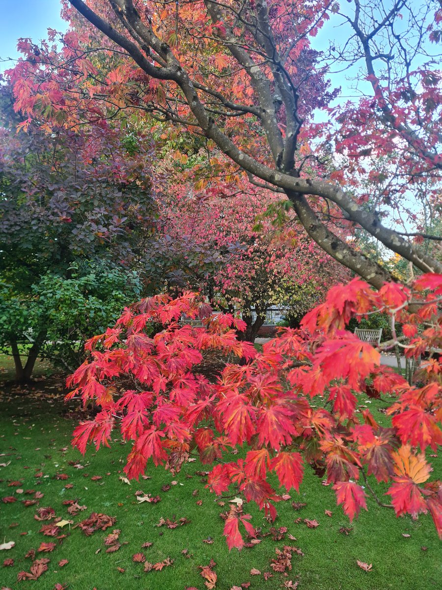 I'm so happy I went for a walk this evening. Such beautiful colours and light 🥰🍂🍁🌄 #WorldMentalHealthDay #AutumnColours #AutumnBeauty #sunset