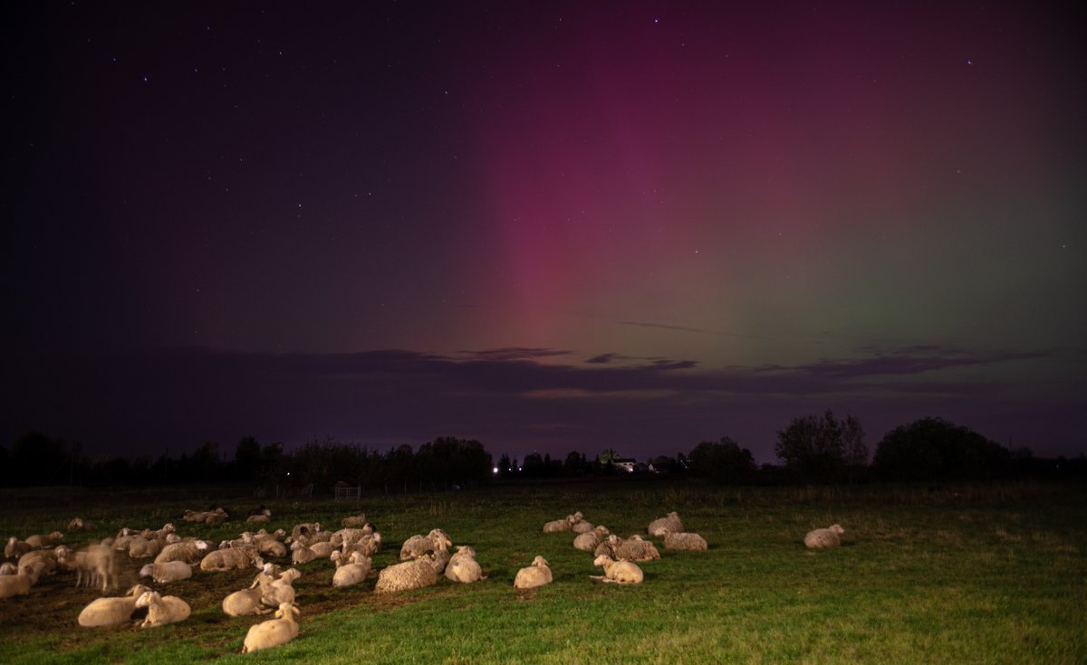 EddieLTU's tweet photo. Aurora Borealis, and some sheep. https://t.co/dGAgmz6tO8