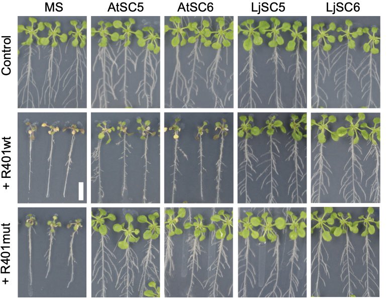 Kathrin Wippel (@kathywippel) on Twitter photo New preprint 🌱✨of work by Anton Amrhein and myself, with help from <a href="/hacquard_st/">Stéphane Hacquard</a> & @_A_H_B_.
Success of a detrimental Pseudomonas strain depends on the precolonized root community and on exometabolites, and is likely a result of intra-genus competition.
biorxiv.org/content/10.110… New preprint 🌱✨of work by Anton Amrhein and myself, with help from <a href="/hacquard_st/">Stéphane Hacquard</a> & @_A_H_B_.
Success of a detrimental Pseudomonas strain depends on the precolonized root community and on exometabolites, and is likely a result of intra-genus competition.
biorxiv.org/content/10.110…