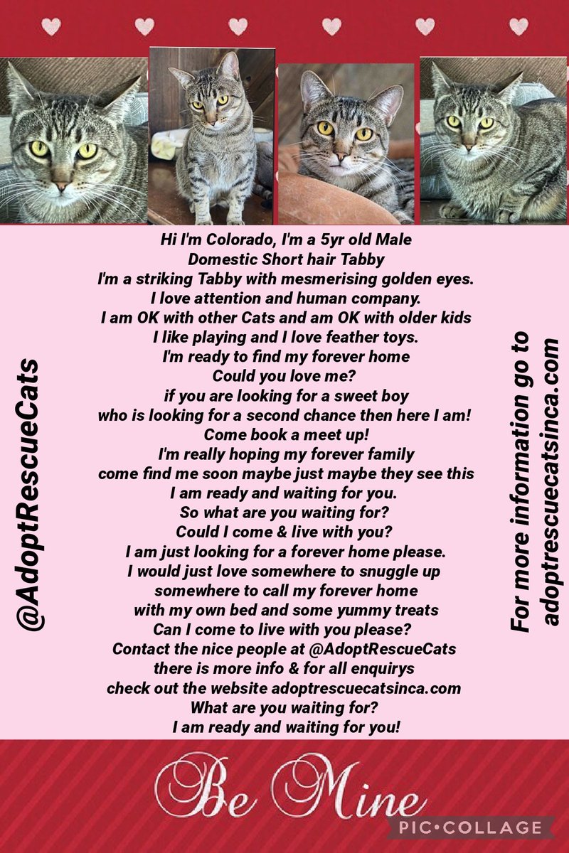 Millie🐾🌈Moose🐾🌈#OneForAllAndAllForMillie🐾 (@millieotlfp) on Twitter photo Colorado is 5 years old 🐱
if you are looking for love &think he could live with you contact adoptrescuecatsinca.com
Paws crossed he will be snuggling up in his furever home soon
Please RT to help
#AdoptDontShop <a href="/AdoptRescueCats/">Adoptable Rescue Cats in California</a> #California #forgottensoulshour #rehomehour Colorado is 5 years old 🐱
if you are looking for love &think he could live with you contact adoptrescuecatsinca.com
Paws crossed he will be snuggling up in his furever home soon
Please RT to help
#AdoptDontShop <a href="/AdoptRescueCats/">Adoptable Rescue Cats in California</a> #California #forgottensoulshour #rehomehour