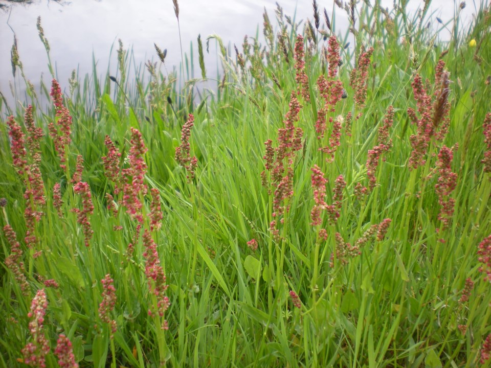 19 oktober: herfstsymfonie in drie delen: bijen, opruimen en snoeidag ! - mailchi.mp/de0f12f4a5d1/z…