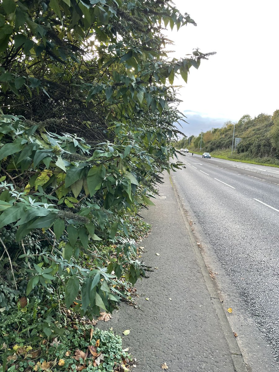 johnnywoods7's tweet photo. Hi @deptinfra is it possible to trim this hedge at the bottom of Boomers way it is impossible to pass with a pram. Also this extremely large pothole at Magheralave road has been like this for 3 months @deptinfra @dhoneyford https://t.co/sXTLZit62J