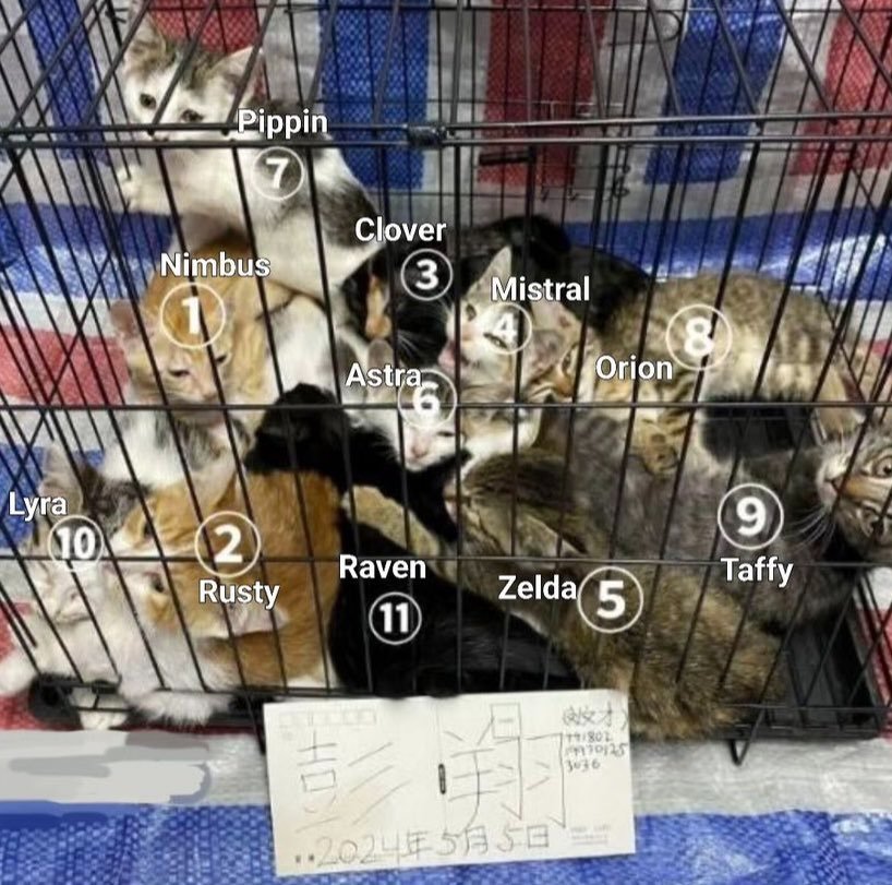 PhaedraXTeddy's tweet image. Did you know what #China does? They won't stop. Chinese Government won't stop them. No #AnimalProtectionLaws in #China 🇨🇳!