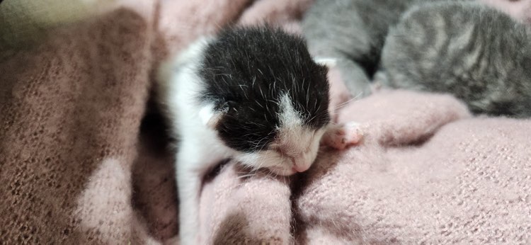 Here are some before and after pictures of number three! Hazel (puppy) still has concerns that his eyes haven't opened yet.
#AnimalRescue #AnimalSanctuary #BabyCats #Smol #AtLeastThree #BottleFedKitten