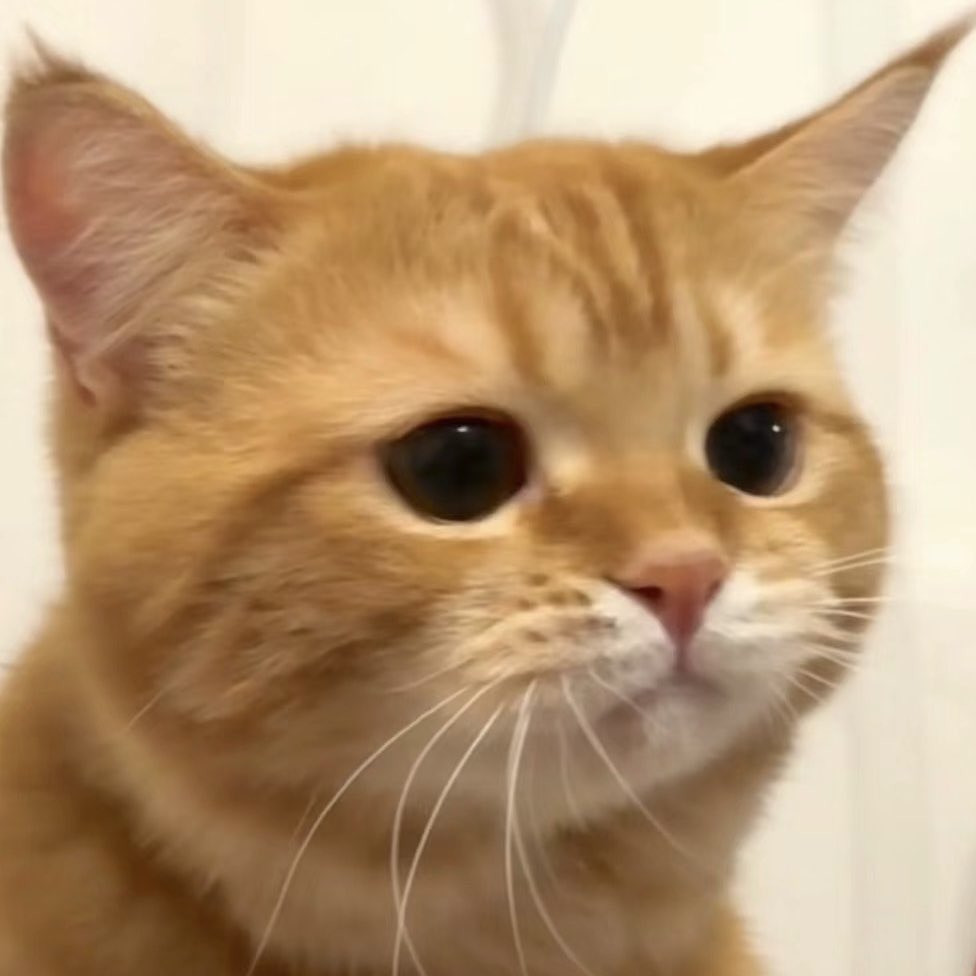 叫什么？当初bob dylan得奖的时候你们不是挺高兴的嘛？