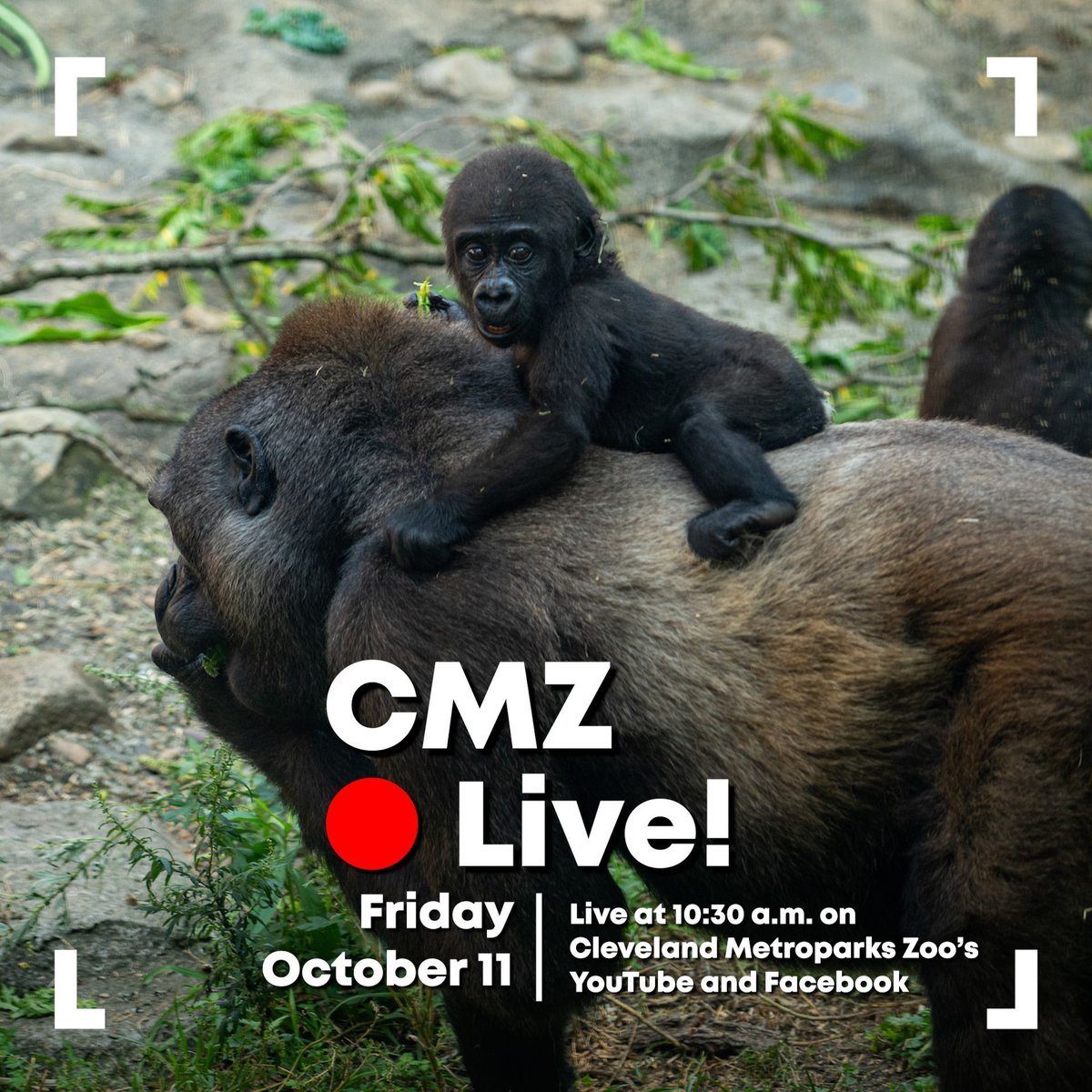 #CMZLive continues tomorrow! 🦍