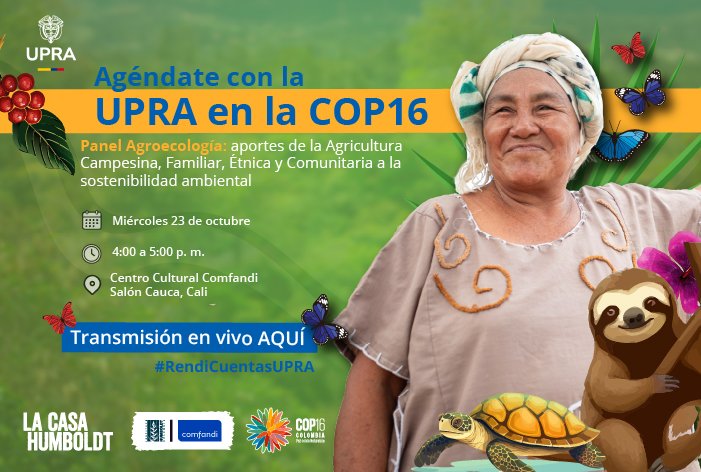 UPRAColombia's tweet photo. #AsíAvanzaLaCOP16  Acompáñanos el próximo 2️⃣3️⃣ de octubre a las  p.m. en el 📍Salón Cauca, Casa Humboldt, en #Cali, al panel 'Agroecología: sobre los aportes de la Agricultura Campesina, Familiar, Étnica y Comunitaria a la sostenibilidad ambiental'

🎙️ Contaremos con la participación de expertos como:

👤Fernando Álvarez, coordinador de la Política Departamental de Agroecología de la Secretaría de Agricultura y Pesca de @GobValle 
👤Jenny Carolina Orjuela García, ingeniera agrónoma y candidata a doctora en agroecología
👤Representantes de la Zona de Reserva Campesina de Pradera

Moderado por @dorairey, directora general (e) de la #UPRA.

💬 ¡Únete al diálogo sobre cómo los enfoques agroecológicos contribuyen a la conservación de la biodiversidad!

🔗 Inscríbete aquí: https://t.co/P9hmR2j5ZL
🔴 Transmisión en vivo: https://t.co/zdMnD4NiIc

#RendicuentasUPRA #Agroecología #Sostenibilidad #Biodiversidad #AgriculturaFamiliar #UPRA