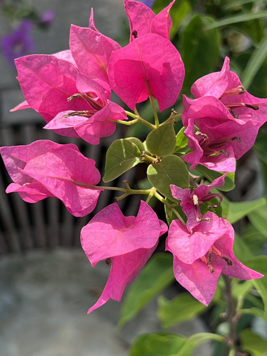 ﾌﾞｰｹﾞﾝﾋﾞﾘｱ - Search / X