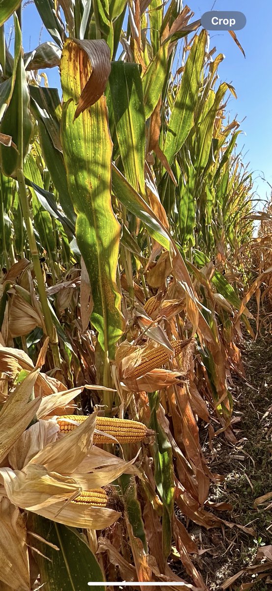 Have to love the late season plant health on <a href="/BrevantseedsUS/">Brevant seeds U.S.</a> B13C49PCE. Winning this plot at 298.7 bu. Beating number 2 by 6 bu and the plot average by 21 bu.