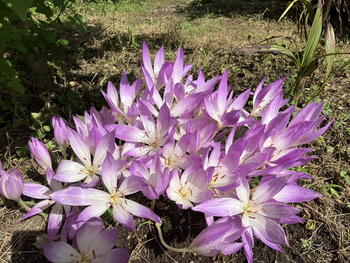 mandolinbum's tweet image. 矢川緑地でイヌサフランが咲いてた。