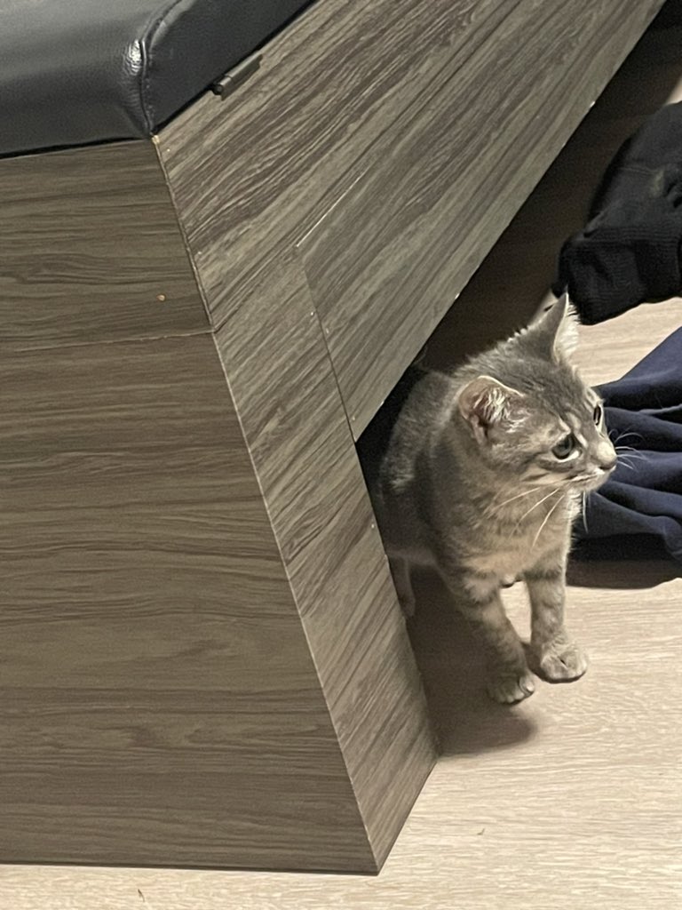 Legit_Kachow tweet media